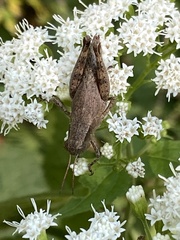 Melanoplus scudderi