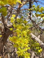Ochna pulchra