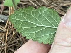 Scutellaria mellichampii
