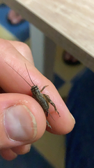 Eumodicogryllus bordigalensis