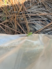 Conocephalus strictus