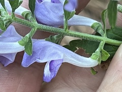 Scutellaria mellichampii