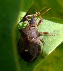 Picromerus bidens