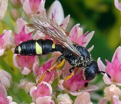 Cerceris rybyensis