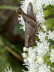 Melanoplus scudderi