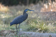 Tigrisoma mexicanum