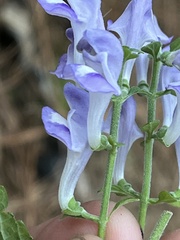Scutellaria mellichampii