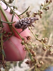 Cyphocleonus dealbatus
