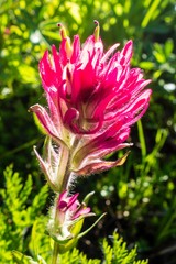 Castilleja parviflora oreopola