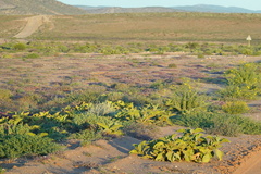 Mesembryanthemum barklyi