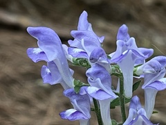 Scutellaria mellichampii