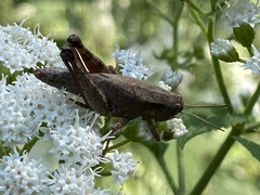 Melanoplus scudderi