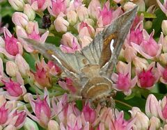 Macdunnoughia confusa