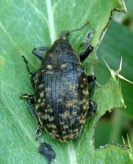 Larinus turbinatus