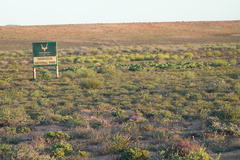 Mesembryanthemum barklyi