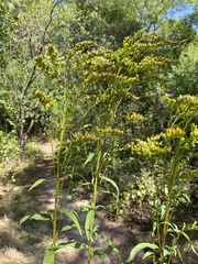 Solidago odora