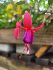 Fuchsia × hybrida