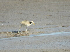 Jacana jacana
