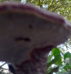 Ganoderma