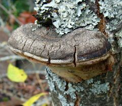 Phellinus pomaceus