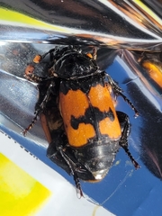 Nicrophorus