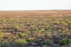 Mesembryanthemum barklyi