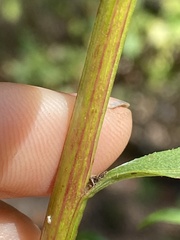 Solidago odora