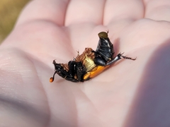 Nicrophorus