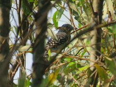 Thamnophilus doliatus