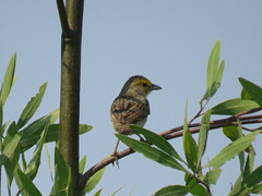 Ammodramus aurifrons