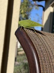 Microcentrum californicum