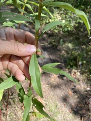 Solidago odora