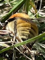 Bombus muscorum