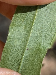 Solidago odora