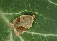 Clepsis dumicolana