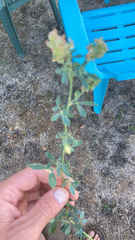 Medicago falcata