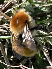 Bombus muscorum