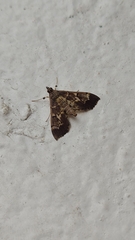 Salbia cassidalis