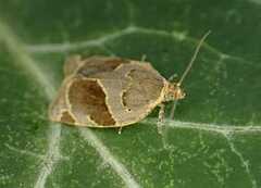 Clepsis dumicolana