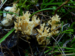 Ramaria