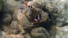 Amphiprion ocellaris