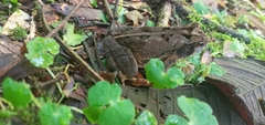 Amphibia