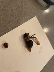 Xylocopa virginica