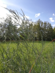 Asparagus officinalis