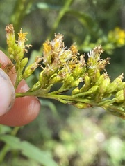 Solidago odora