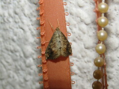 Evergestis rimosalis