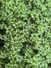 Plagiomnium cuspidatum