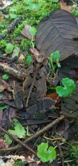 Amphibia