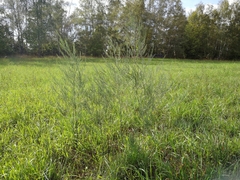 Asparagus officinalis