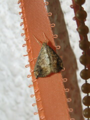 Evergestis rimosalis